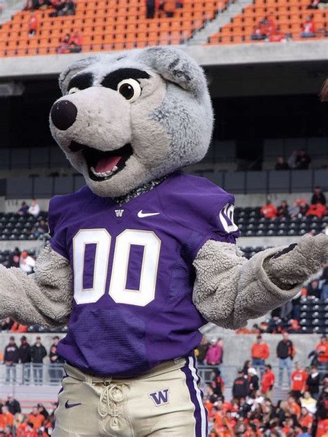 The Pride of the Pacific Northwest: What the Washington Huskies Mascot Name Means to Fans